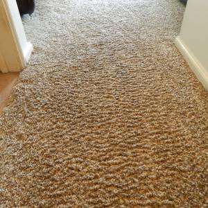 Carpet cornrowing showing ribbed rows caused by pile distortion