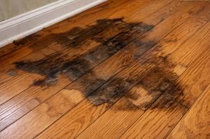 Moisture stains Hardwood 1