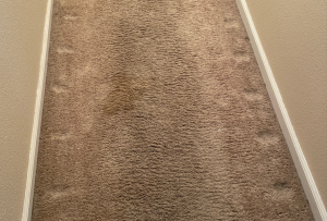 Cat Tracks - Scott Benfield 2 photo.jpg