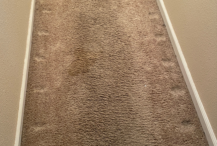 Cat Tracks - Scott Benfield 2 photo.jpg