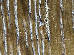 Contamination of textured grain 56774579