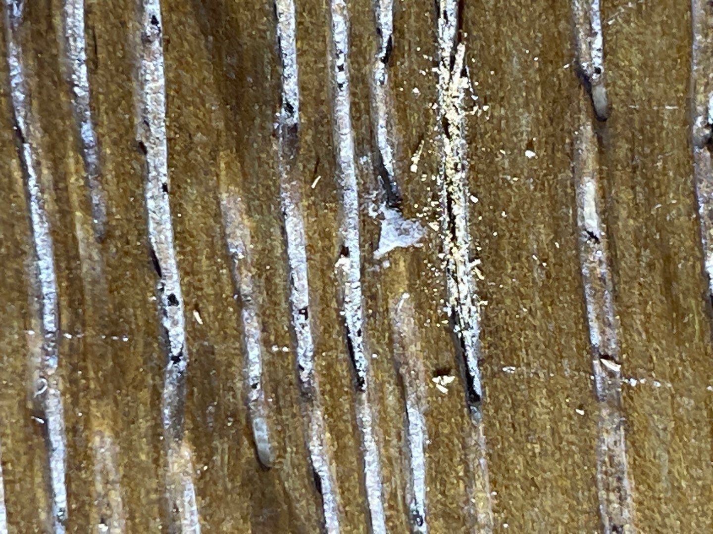 Contamination of textured grain 56774579