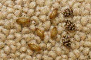 Carpet Beetle 1