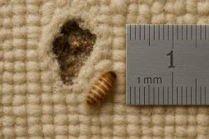 Carpet Beetle 3