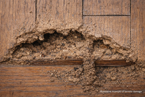 Termite Damage Photo 1 - Chat GPT