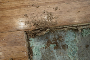 Termite damage in hardwood floor showing void beneath plank with soil debris and deteriorated subfloor