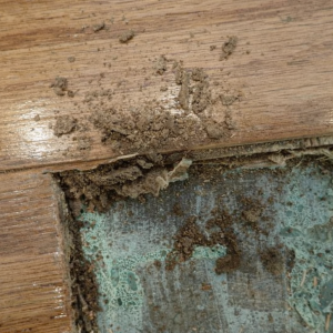Internal termite galleries and structural deterioration visible in hardwood flooring