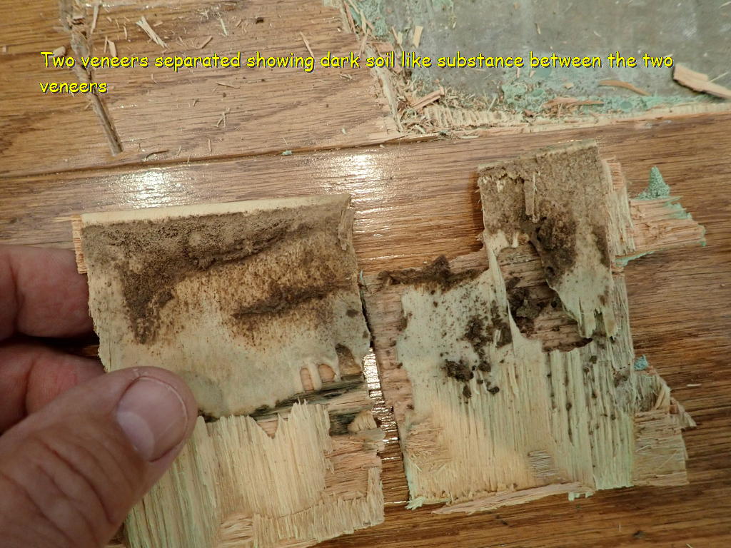Wood damage in hardwood flooring showing decay and insect-related deterioration in wood plank