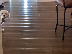 lvt-spc-floor-curling-edge-lift