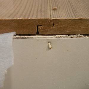 Laminate flooring showing swelling, joint stress, peaking, and floating-floor movement conditions